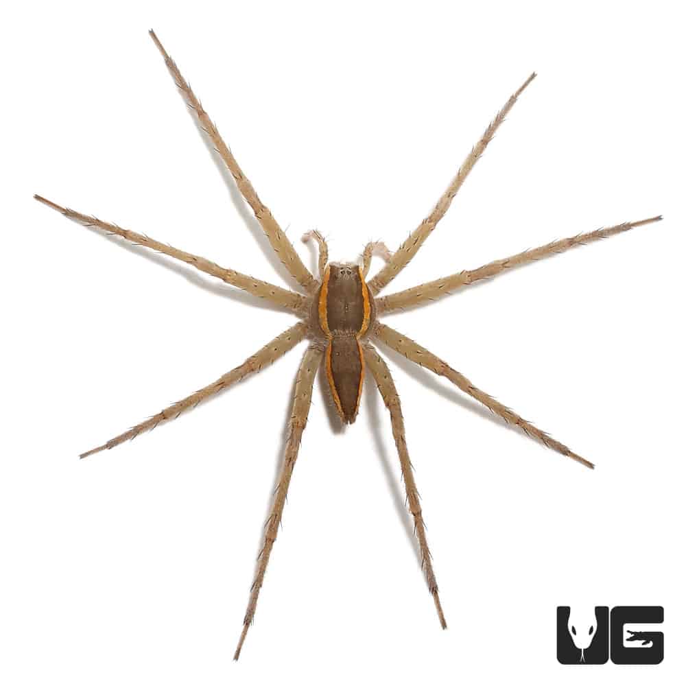 Baby Six Spotted Fishing Spiders For Sale Underground Reptiles