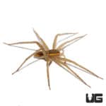 Nigerian Striped Fishing Spiders (Pisauridae Sp. "Stripe") For Sale - Underground Reptiles
