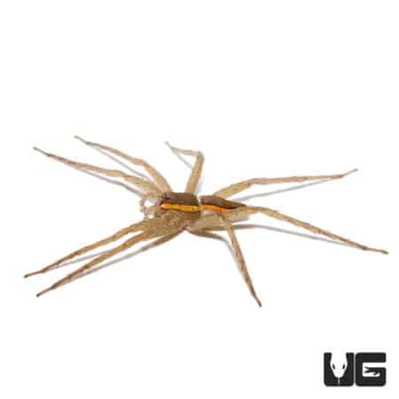 Nigerian striped fishing spider on a white background.