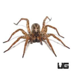 Nigerian Wolf Spider (Lycosidae Sp. "Nigeria") For Sale - Underground Reptiles