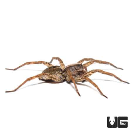 Nigerian Wolf Spider (Lycosidae Sp. "Nigeria") For Sale - Underground Reptiles