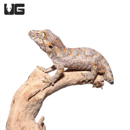 Baby Tailless Orange Blotched Gargoyle Geckos (Rhacodactylus auriculatus) For Sale - Underground Reptiles