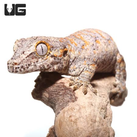 Baby tailless orange blotched gargoyle gecko on a branch.