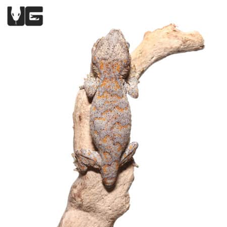 Baby Tailless Orange Blotched Gargoyle Geckos (Rhacodactylus auriculatus) For Sale - Underground Reptiles