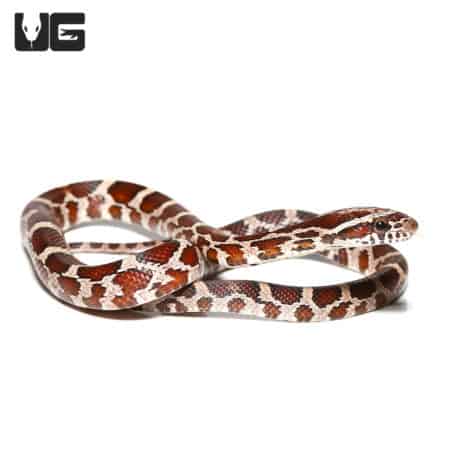Baby Normal Het Scaleless And Het Caramel Cornsnake (Pantherophis guttatus) For Sale - Underground Reptiles