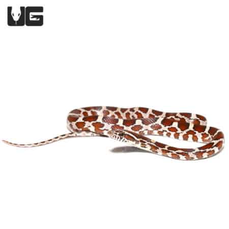 Baby Normal Het Scaleless And Het Caramel Cornsnake (Pantherophis guttatus) For Sale - Underground Reptiles