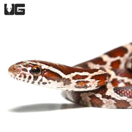 Baby Normal Het Scaleless And Het Caramel Cornsnake (Pantherophis guttatus) For Sale - Underground Reptiles