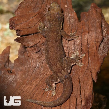 Oceanic Geckos (Gehyra oceanica) For Sale - Underground Reptiles