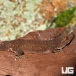 Oceanic Geckos (Gehyra oceanica) For Sale - Underground Reptiles