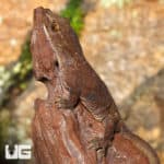 Oceanic Geckos (Gehyra oceanica) For Sale - Underground Reptiles