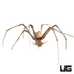 Ogre Faced Spider (Deinopus Sp. 
