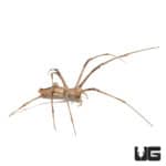 Ogre Faced Spider (Deinopus Sp. 