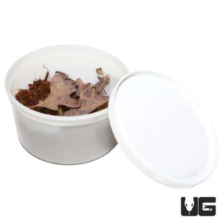 Porcellionides Pruinosus Oreo Crumble Isopods (Porcellionides priunosu) For Sale - Underground Reptiles