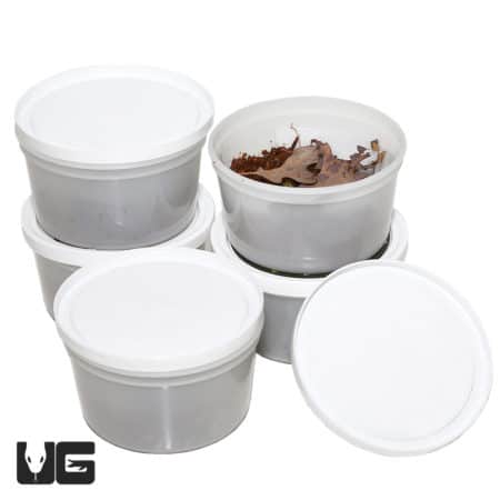 Group of Porcellionides Pruinosus "Oreo Crumble" isopods in white containers.