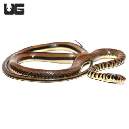 Ornate Olympic Snake (Psammophis Praeornatus) For Sale - Underground Reptiles