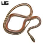 Ornate Olympic Snake (Psammophis Praeornatus) For Sale - Underground Reptiles