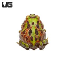 Ornita Pacman Frogs (Ceratophrys ornata x Ceratophrys aurita) For Sale - Underground Reptiles