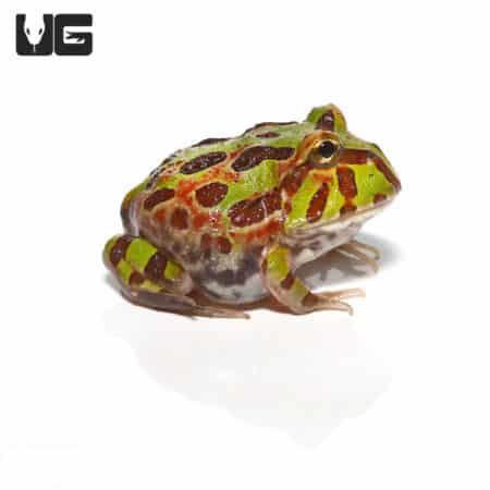Ornita Pacman Frogs (Ceratophrys ornata x Ceratophrys aurita) For Sale - Underground Reptiles