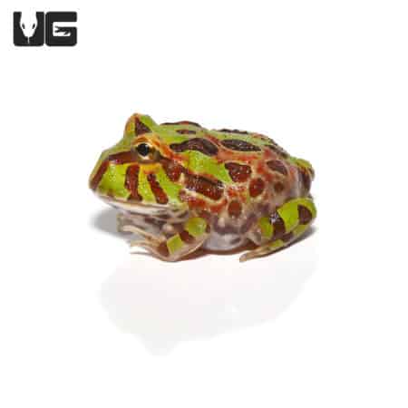 Ornita Pacman Frogs (Ceratophrys ornata x Ceratophrys aurita) For Sale - Underground Reptiles