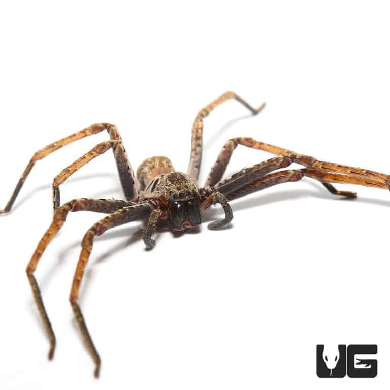 Baby Six Spotted Fishing Spiders for sale - Underground Reptiles