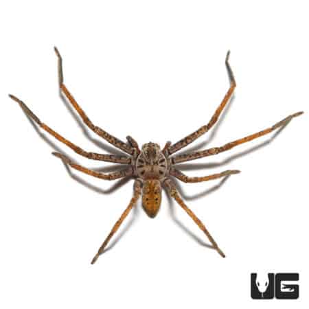 Painted Huntsman (Olios Sp. "Painted") For Sale - Underground Reptiles