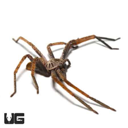 Painted Huntsman (Olios Sp. "Painted") For Sale - Underground Reptiles