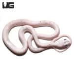 Baby Palmetto Het Albino Cornsnakes (Pantherophis guttatus) For Snakes - Underground Reptiles