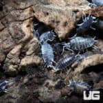 Porcellionides Pruinosus Oreo Crumble Isopods (Porcellionides priunosu) For Sale - Underground Reptiles