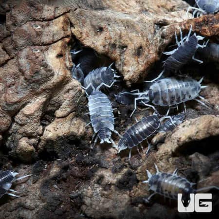 Porcellionides Pruinosus Oreo Crumble Isopods (Porcellionides priunosu) For Sale - Underground Reptiles