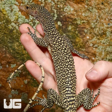 Rennell Island Mangrove Monitor #1 (Varanus juxtindicus) For Sale - Underground Reptiles