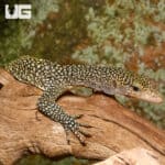 Rennell Island Mangrove Monitor #1 (Varanus juxtindicus) For Sale - Underground Reptiles