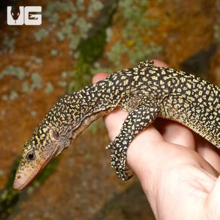 Rennell Island Mangrove Monitor #1 (Varanus juxtindicus) For Sale - Underground Reptiles