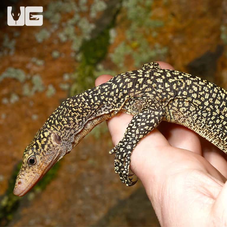Mangrove Monitors For Sale Underground Reptiles