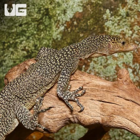 Rennell Island Mangrove Monitor #2 (Varanus juxtindicus) For Sale - Underground Reptiles