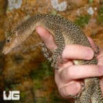 Rennell Island Mangrove Monitor #2 (Varanus juxtindicus) For Sale - Underground Reptiles