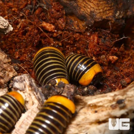 Rubber Ducky Pill Millipede (Hyleoglomeris Sp. Ducky) For Sale - Underground Reptiles