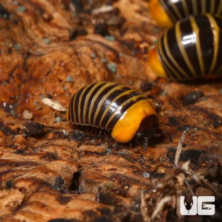Rubber Ducky Pill Millipede (Hyleoglomeris Sp. Ducky) For Sale - Underground Reptiles