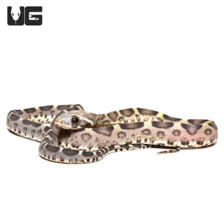 Scaleless Caramel Het Motley Cornsnake (Pantherophis guttatus) For Sale - Underground Reptiles