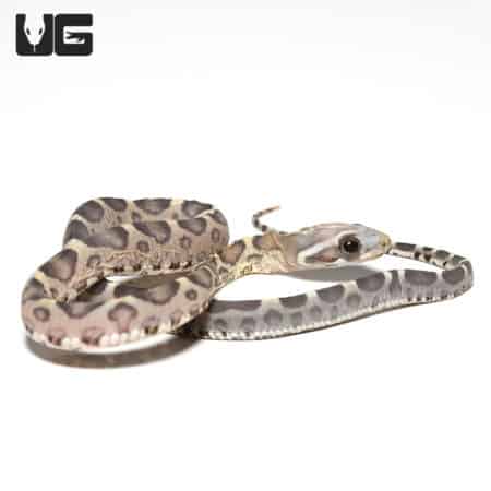 Scaleless Caramel Het Motley Cornsnake (Pantherophis guttatus) For Sale - Underground Reptiles