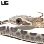 Scaleless Caramel Het Motley Cornsnake (Pantherophis guttatus) For Sale - Underground Reptiles