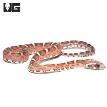 Baby Scaleless Het Caramel Cornsnake (Pantherophis guttatus) For Sale - Underground Reptiles
