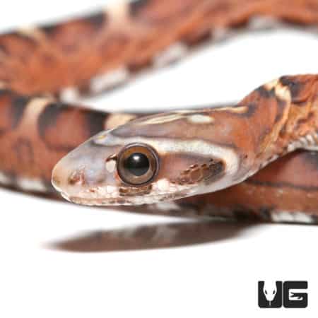 Baby Scaleless Het Caramel Cornsnake (Pantherophis guttatus) For Sale - Underground Reptiles