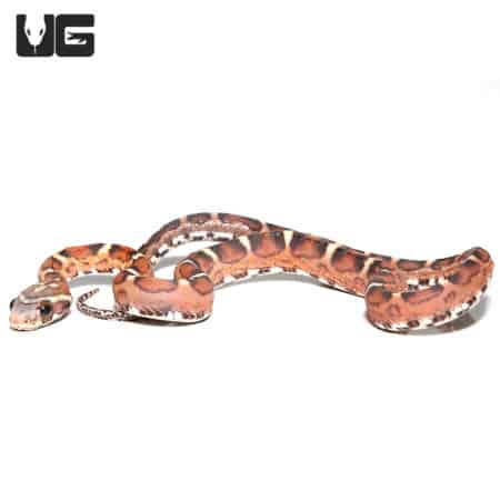 Baby Scaleless Het Caramel Cornsnake (Pantherophis guttatus) For Sale - Underground Reptiles