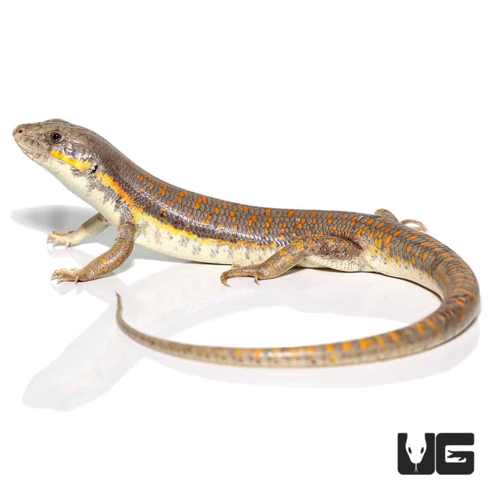 Schneider's Skinks (Eumeces schneideri) For Sale Underground Reptiles