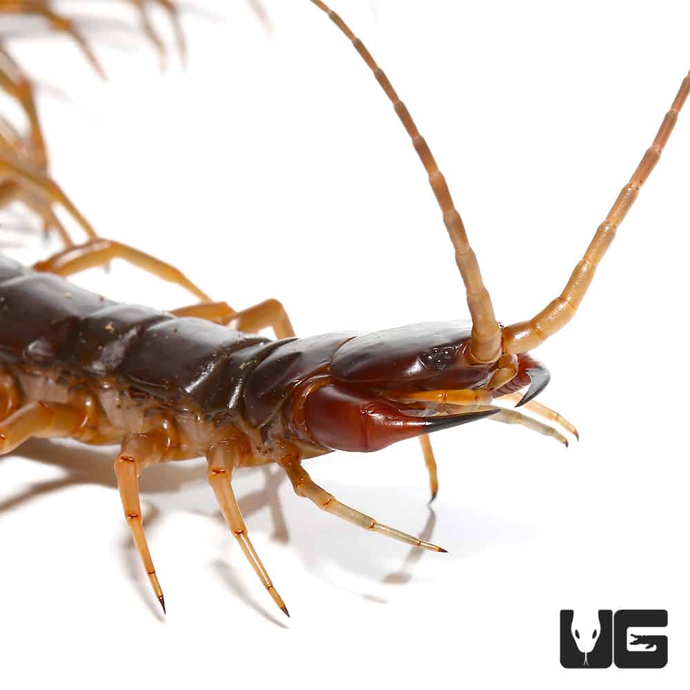 Solomon Island Centipedes (Scolopendra metueda) For Sale Underground