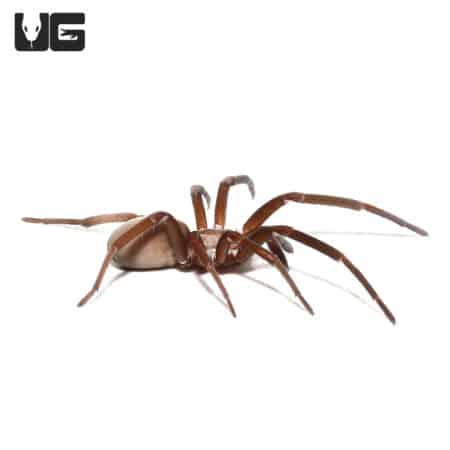 Detailed image of a Southern Crevice Spider, measuring 0.75 to 1 inch, showcasing its distinctive bo.