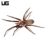 Baby Southern Crevice Spider (Kukulcania hibernalis) For sale - Underground Reptiles