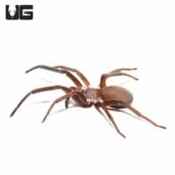 Baby Southern Crevice Spider (Kukulcania hibernalis) For sale - Underground Reptiles