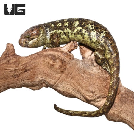 Baby Monkey Tail Skinks (Corucia zebrata) For Sale - Underground Reptiles