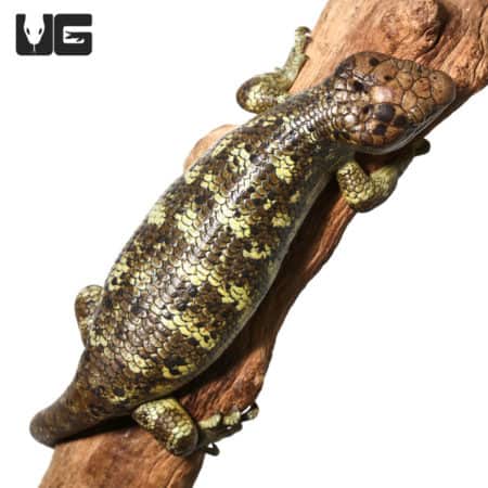 Baby Monkey Tail Skinks (Corucia zebrata) For Sale - Underground Reptiles